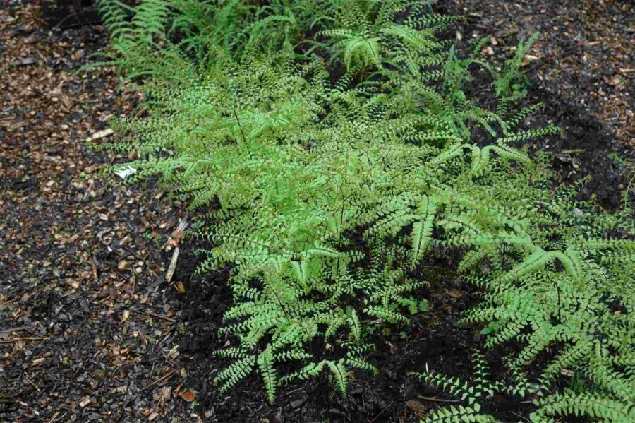 Frauenhaarfarn Adiantum pedatum 5-10 Topf P9 Adiantum pedatum