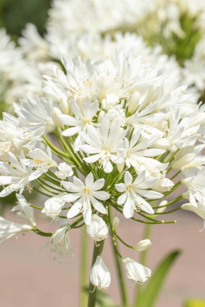 Afrikanische schmucklilie Agapanthus africanus 'Albus' 5-10 Topf P9 Agapanthus africanus 'Albus'