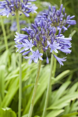 Afrikanische schmucklilie Agapanthus africanus 5-10 Topf P9 Agapanthus africanus
