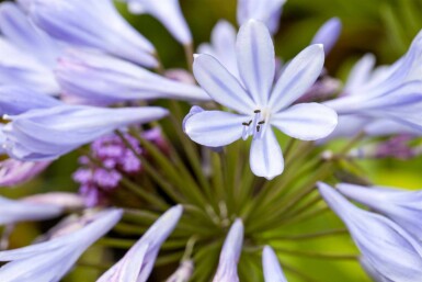 Afrikanische schmucklilie Agapanthus africanus 5-10 Topf P9 Agapanthus africanus