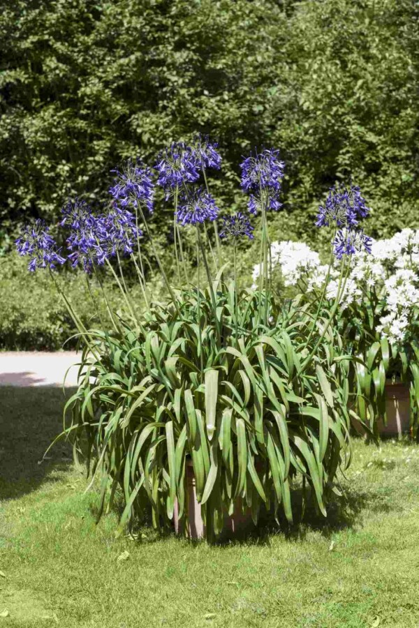 Afrikanische schmucklilie Agapanthus africanus 5-10 Topf P9 Agapanthus africanus