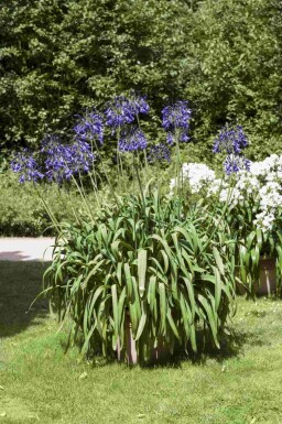 Afrikanische schmucklilie Agapanthus africanus 5-10 Topf P9 Agapanthus africanus