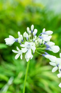 Schmucklilie Agapanthus africanus 'Twister' 5-10 Topf P9 Agapanthus africanus 'Twister'