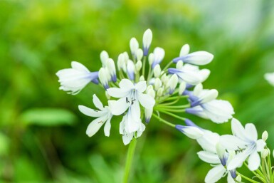 Schmucklilie Agapanthus africanus 'Twister' 5-10 Topf P9 Agapanthus africanus 'Twister'