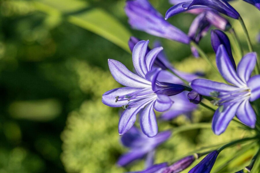 Schmucklilie Agapanthus hybride 'Northern Star' 5-10 Topf P9 Agapanthus hybride 'Northern Star'
