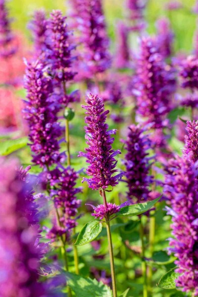 Duftnessel Agastache rugosa 'Blue Boa' 5-10 Topf P9 Agastache rugosa 'Blue Boa'