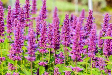 Duftnessel Agastache rugosa 'Blue Boa' 5-10 Topf P9 Agastache rugosa 'Blue Boa'
