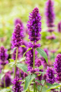 Duftnessel Agastache rugosa 'Blue Boa' 5-10 Topf P9 Agastache rugosa 'Blue Boa'