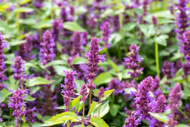 Duftnessel Agastache rugosa 'Blue Boa' 5-10 Topf P9 Agastache rugosa 'Blue Boa'