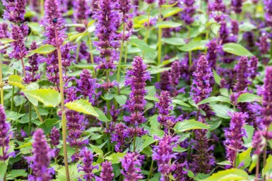 Duftnessel Agastache rugosa 'Blue Boa' 5-10 Topf P9 Agastache rugosa 'Blue Boa'
