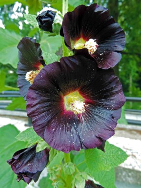 Stockrose Alcea rosea 'Nigra' 5-10 Topf P9 Alcea rosea 'Nigra'