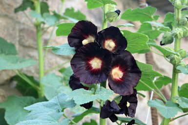 Stockrose Alcea rosea 'Nigra' 5-10 Topf P9 Alcea rosea 'Nigra'