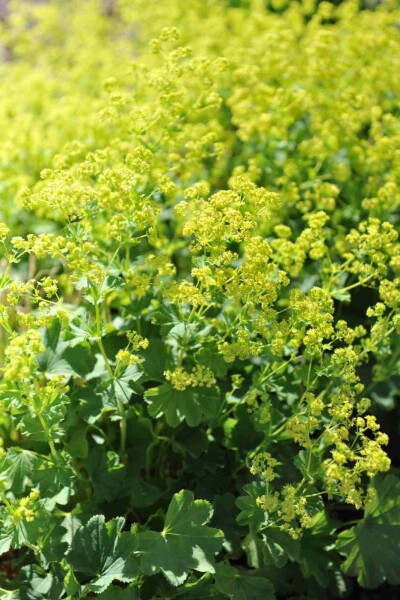 Frauenmantel Alchemilla epipsila 5-10 Topf P9 Alchemilla epipsila