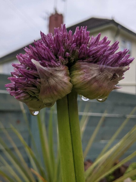 Rundblättriger lauch Allium senescens ‘Lavender Bubbles’ 5-10 Topf P9 Allium senescens ‘Lavender Bubbles’