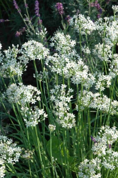 Schnittknoblauch Allium tuberosum 5-10 Topf P9 Allium tuberosum