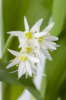 Bärlauch Allium ursinum 5-10 Topf P9 Allium ursinum