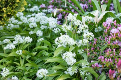 Bärlauch Allium ursinum 5-10 Topf P9 Allium ursinum