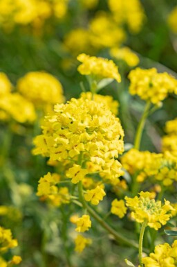 Goldlack Alyssum montanum 5-10 Topf P9 Alyssum montanum