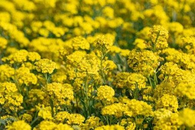 Goldlack Alyssum montanum 5-10 Topf P9 Alyssum montanum
