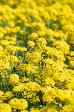 Goldlack Alyssum montanum 5-10 Topf P9 Alyssum montanum