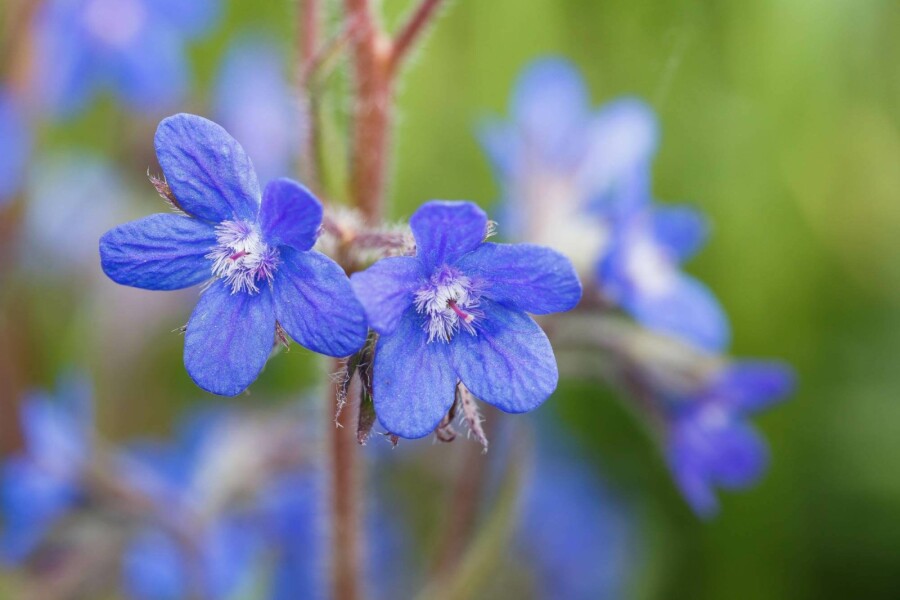Blauer steinsame Anchusa azurea 5-10 Topf P9 Anchusa azurea