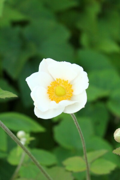 Herbstanemone Anemone japonica 'Andrea Atkinson' 5-10 Topf P9 Anemone japonica 'Andrea Atkinson'