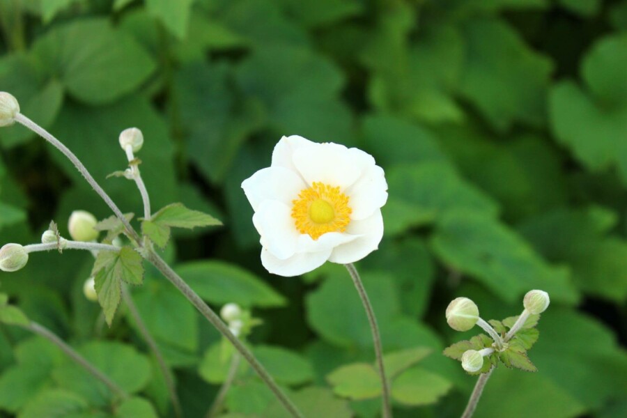 Herbstanemone Anemone japonica 'Andrea Atkinson' 5-10 Topf P9 Anemone japonica 'Andrea Atkinson'