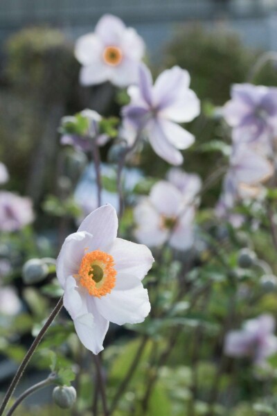 Herbstanemone Anemone 'Elfin Swan' 5-10 Topf P9 Anemone 'Elfin Swan'