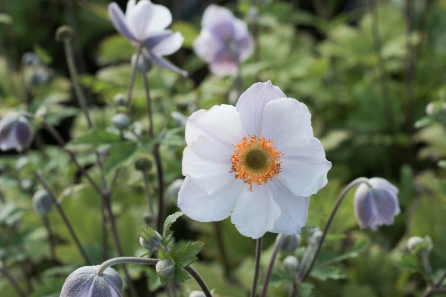 Herbstanemone Anemone 'Elfin Swan' 5-10 Topf P9 Anemone 'Elfin Swan'