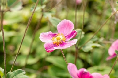 Chinesische anemone Anemone hupehensis 'Praecox' 5-10 Topf P9 Anemone hupehensis 'Praecox'