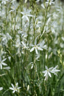 Graslilie Anthericum liliago 5-10 Topf P9 Anthericum liliago