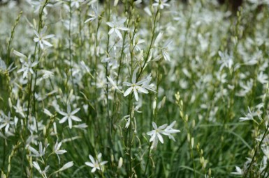 Graslilie Anthericum liliago 5-10 Topf P9 Anthericum liliago