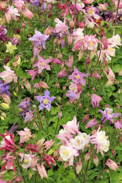 Akelei Aquilegia caerulea 'Biedermeier' 5-10 Topf P9 Aquilegia caerulea 'Biedermeier'