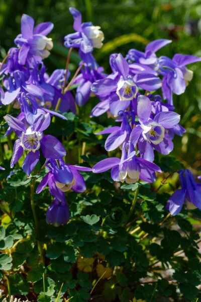 Akelei Aquilegia caerulea 5-10 Topf P9 Aquilegia caerulea