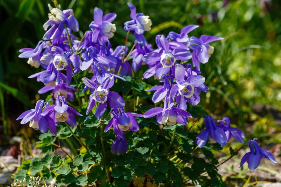 Akelei Aquilegia caerulea 5-10 Topf P9 Aquilegia caerulea