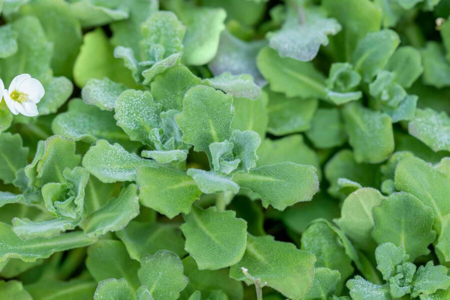 Gänsekresse Arabis caucasica 5-10 Topf P9 Arabis caucasica