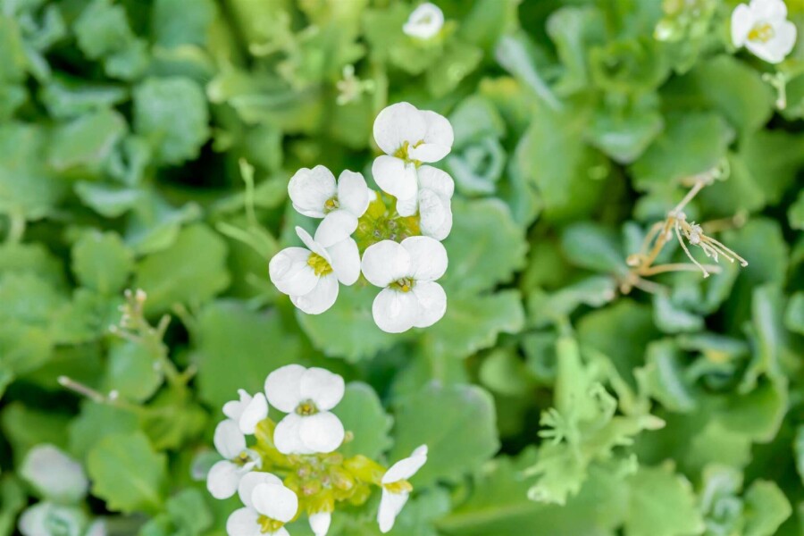 Gänsekresse Arabis caucasica 5-10 Topf P9 Arabis caucasica