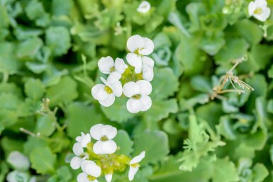 Gänsekresse Arabis caucasica 5-10 Topf P9 Arabis caucasica