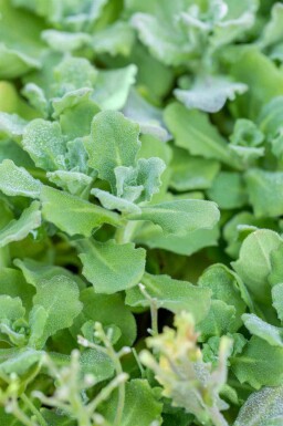 Gänsekresse Arabis caucasica 5-10 Topf P9 Arabis caucasica