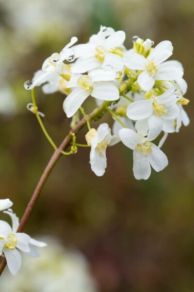 Gänsekresse Arabis procurrens 5-10 Topf P9 Arabis procurrens