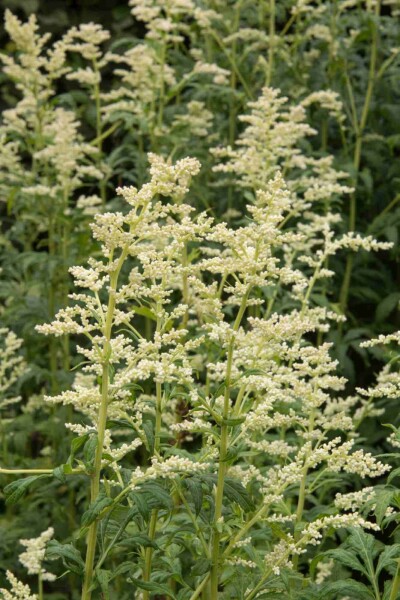 Milchweißer beifuß Artemisia lactiflora 5-10 Topf P9 Artemisia lactiflora