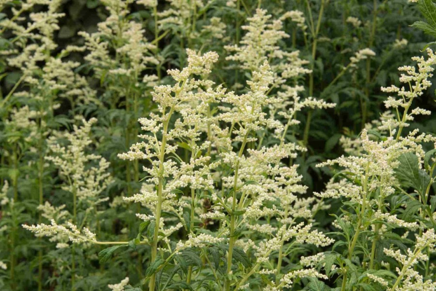 Milchweißer beifuß Artemisia lactiflora 5-10 Topf P9 Artemisia lactiflora