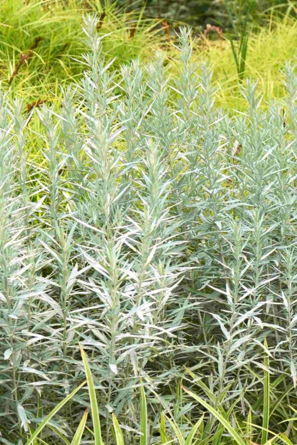 Silberwermut Artemisia ludoviciana 'Silver Queen' 5-10 Topf P9 Artemisia ludoviciana 'Silver Queen'