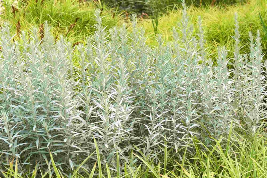 Silberwermut Artemisia ludoviciana 'Silver Queen' 5-10 Topf P9 Artemisia ludoviciana 'Silver Queen'