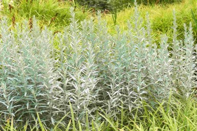 Silberwermut Artemisia ludoviciana 'Silver Queen' 5-10 Topf P9 Artemisia ludoviciana 'Silver Queen'