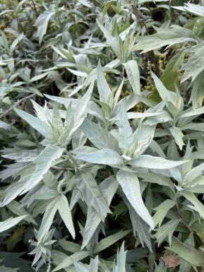 Beifuß Artemisia ludoviciana 'Valerie Finnis' 5-10 Topf P9 Artemisia ludoviciana 'Valerie Finnis'