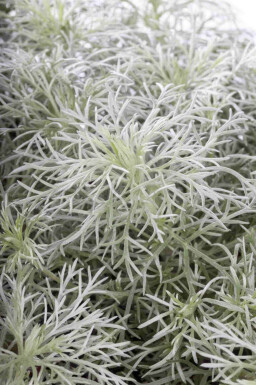 Silberraute Artemisia schmidtiana 'Nana' 5-10 Topf P9 Artemisia schmidtiana 'Nana'