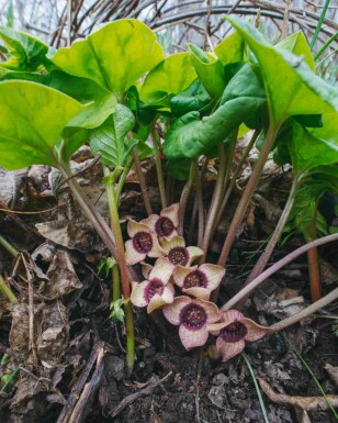 Haselwurz Asarum splendens 5-10 Topf P9 Asarum splendens