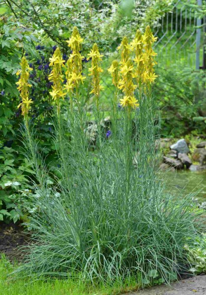 Gelbe affodill Asphodeline lutea 5-10 Topf P9 Asphodeline lutea