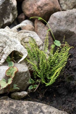 Braunstieliger streifenfarn Asplenium trichomanes 5-10 Topf P9 Asplenium trichomanes